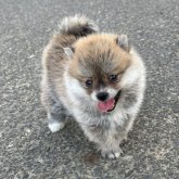ポメ柴(ポメラニアン×柴犬)