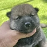 豆柴