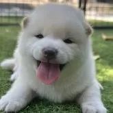 豆柴