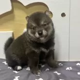 豆柴