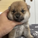 柴犬(豆柴)