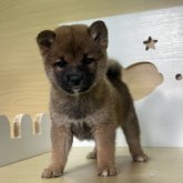 柴犬(豆柴)