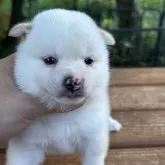 豆柴
