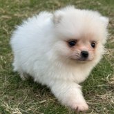 ポメラニアン