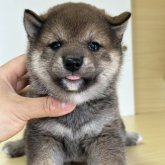 柴犬(標準サイズ)
