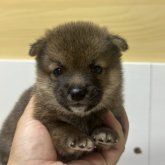 柴犬(豆柴)
