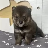 豆柴
