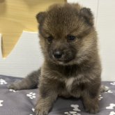 柴犬(豆柴)