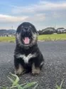 柴犬(標準サイズ)【茨城県・男の子・2025年7月13日・黒】の写真5