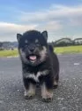 柴犬(標準サイズ)【茨城県・男の子・2025年7月13日・黒】の写真7