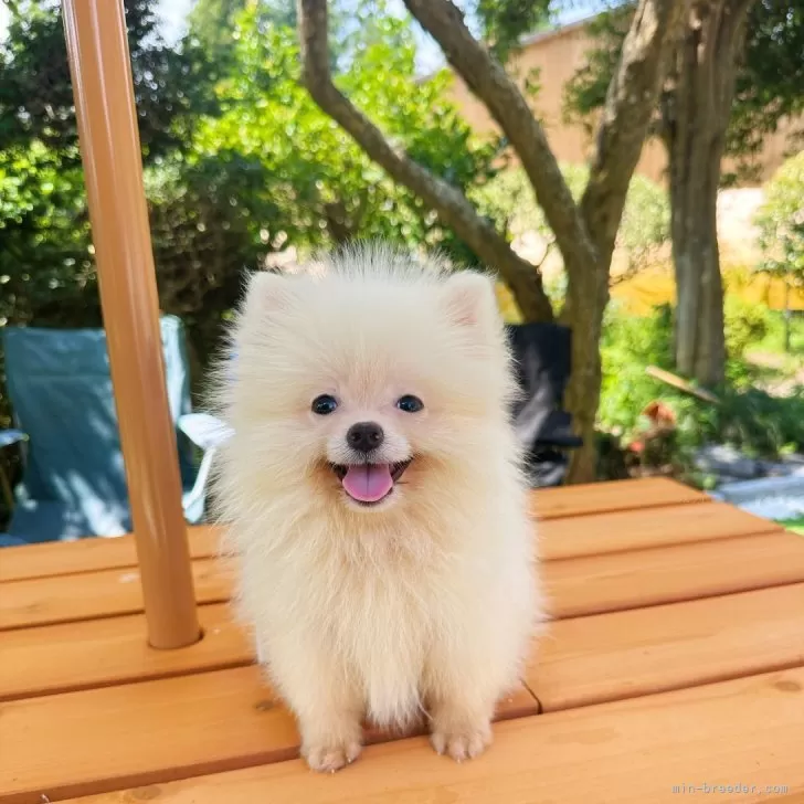 ID：2408-05764の子犬