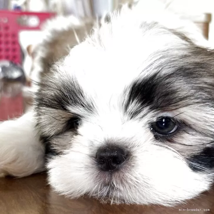 N.K 様のお迎えした子犬