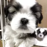 シーズー