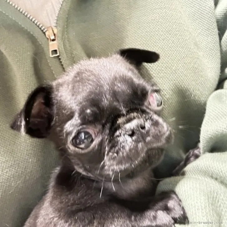 ID:2303-01290の子犬