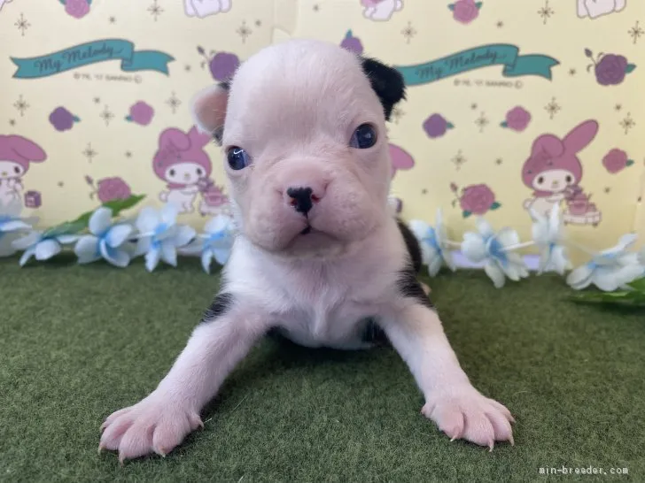 ID:2101-01801の子犬