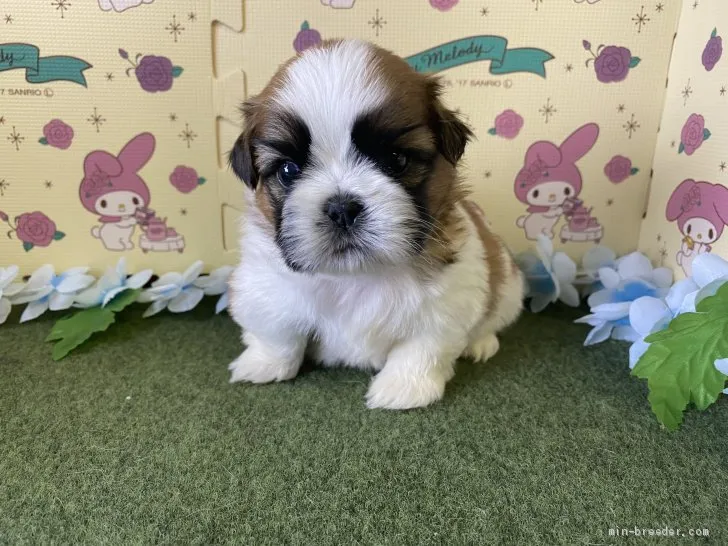 ID:2010-02576の子犬