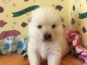 ポメラニアン×柴犬【栃木県・男の子・2020年8月19日・ホワイト】の写真「真っ白な男の子✨」