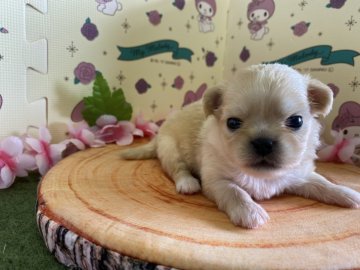 ポメラニアン×ペキニーズのMIX【栃木県・女の子・2021年7月4日・クリーム】の写真「ちっちゃくて可愛い女の子です！」