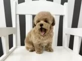 タイニープードル【大阪府・男の子・2024年10月12日・アプリコット】の写真10