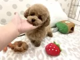 タイニープードル【大阪府・男の子・2024年10月12日・アプリコット】の写真11