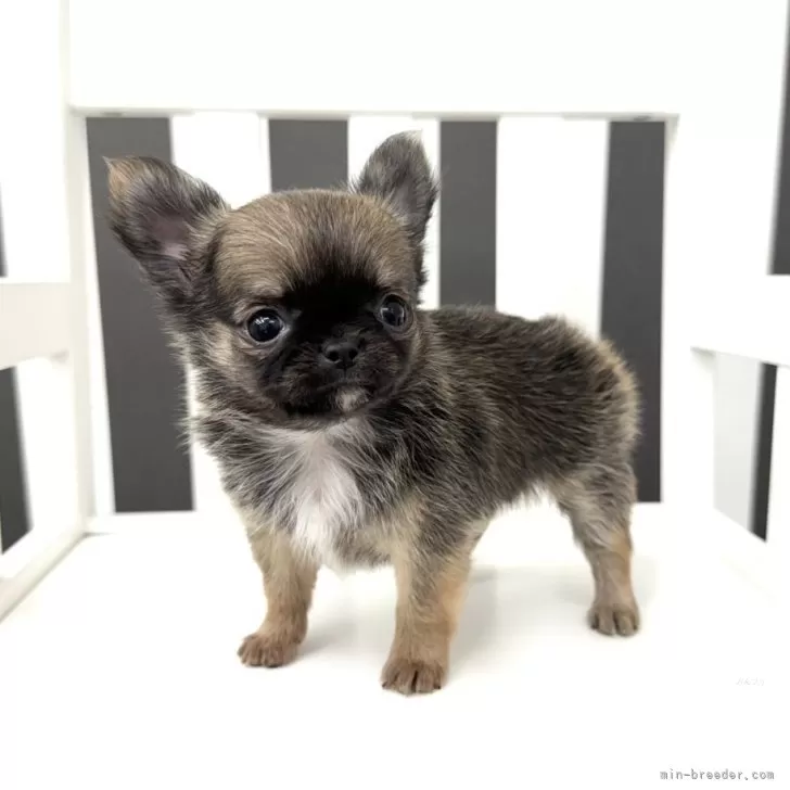 くさ 様のお迎えした子犬