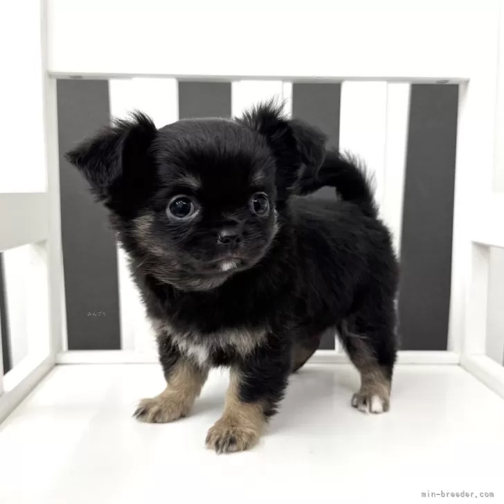 ID:2503-06820の子犬