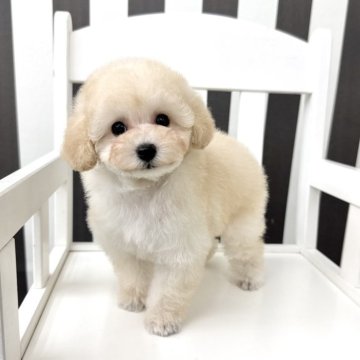 トイプードル(ティーカップ)【大阪府・女の子・2025年4月3日・クリーム】の写真「ミニミニサイズの2兄妹ᝰ‪🧺🤎‪◜ ⁺.」