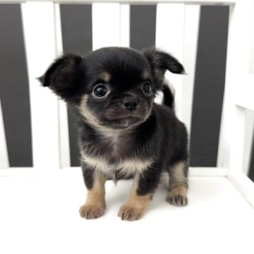 チワワ(ロング)【大阪府・男の子・2025年9月3日・ブラックタン】の写真「ﾐﾆﾐﾆサイズ× ﾊｲﾚﾍﾞﾙな4兄妹🏰.ೃ࿔」