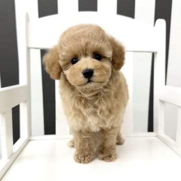 トイプードル(タイニー)【大阪府・男の子・2024年10月12日・アプリコット】の写真「くりくりおめめの男の子 ༘🪁·˚💜」