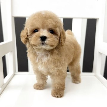 トイプードル(タイニー)【京都府・男の子・2025年7月28日・アプリコット】の写真「かっこ可愛い♡ᵎᵎᵎｲｹﾒﾝくん🧸ྀི⸝⸝⸝」
