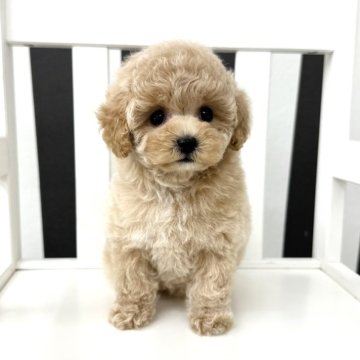 トイプードル(ティーカップ)【大阪府・女の子・2024年9月16日・クリーム】の写真「ﾍﾞﾋﾞﾍﾞﾋﾞﾌｪｲｽの女の子🍦 ༘」