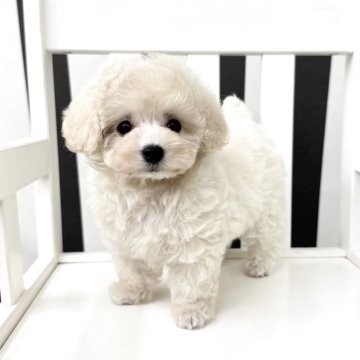 トイプードル(ティーカップ)【大阪府・女の子・2025年6月10日・ホワイト】の写真「可愛い×美人のお人形さん˚˖𓍢ִ.🎀༘⋆」