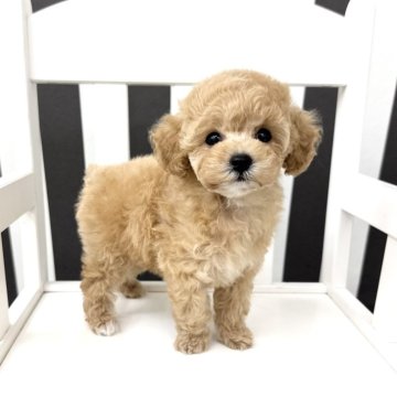 トイプードル(タイニー)【大阪府・女の子・2025年1月10日・アプリコット】の写真「くりくりおめめの女の子🍓⸝⸝꙳」
