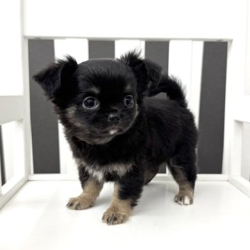 チワワ(ロング)【大阪府・女の子・2025年2月2日・ブラックタン】の写真「魅力たっぷりˊ˗プレミアムなチワワちゃん♡₊」