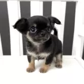 チワワ(ロング)