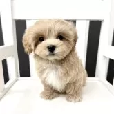 マルプー(マルチーズ×トイプードル)【大阪府・女の子・2025年7月25日・アプリコット】の写真1