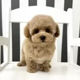 タイニープードル【大阪府・男の子・2024年10月12日・アプリコット】の写真1