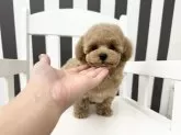 タイニープードル【大阪府・男の子・2024年10月12日・アプリコット】の写真2