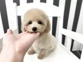 タイニープードル【大阪府・女の子・2025年9月18日・クリーム】の写真5