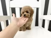 タイニープードル【大阪府・男の子・2024年10月12日・アプリコット】の写真7