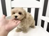 マルプー(マルチーズ×トイプードル)【大阪府・女の子・2025年7月25日・アプリコット】の写真8