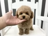 タイニープードル【大阪府・男の子・2024年10月12日・アプリコット】の写真8