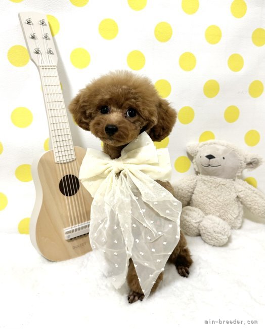 ティーカッププードル【・女の子・2023年3月28日・レッド】