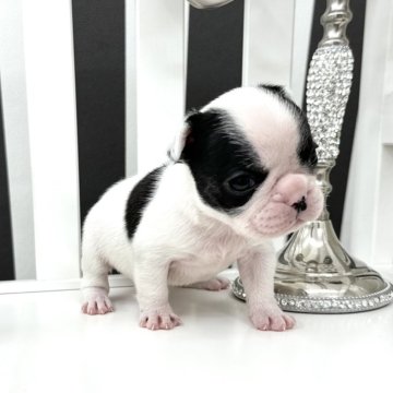 フレンチブルドッグ【大阪府・男の子・2024年3月23日・パイド】の写真「コロッムチッ可愛さ抜群ˎˊ˗
フレンチ5兄妹🤍」