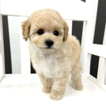 トイプードル(ティーカップ)【大阪府・女の子・2024年5月26日・クリーム】の写真「最強にかわいい天使ちゃん.⋆👼🏻ʾʾ」