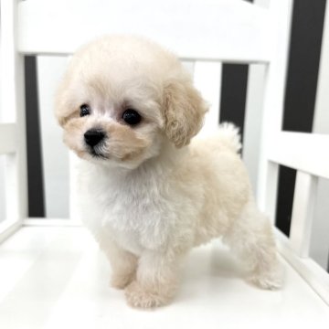 トイプードル(ティーカップ)【大阪府・女の子・2024年7月27日・クリーム】の写真「可愛い×美人のお人形さん˚˖𓍢ִ.🎀༘⋆」
