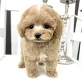 タイニープードル【大阪府・男の子・2023年11月25日・アプリコット】の写真1
