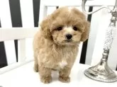 タイニープードル【大阪府・男の子・2023年11月25日・アプリコット】の写真3