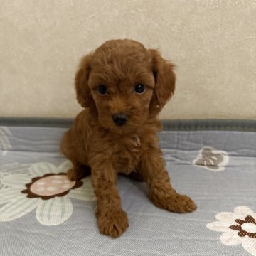 トイプードル(ティーカップ)【徳島県・女の子・2025年8月29日・レッド】の写真「顔が可愛いです^_^」