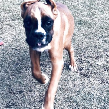 ボクサー【熊本県・女の子・2025年6月19日・赤茶】の写真「ドイツボクサーで、飼い主に従順、性格温厚。」